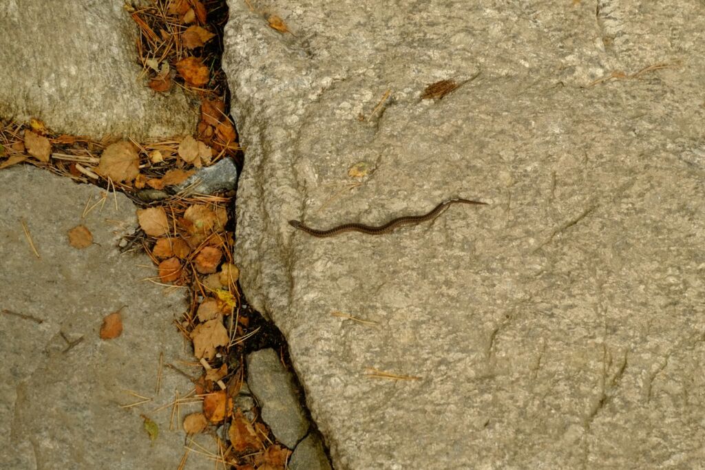 A small snake slithers across a large rock.