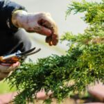 Garten Putzete im TAFF