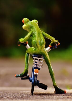 alexas_fotos-frog-1701141_1920