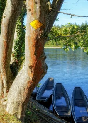 Boats are docked near a tree by the water.